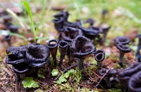 Black Mushrooms